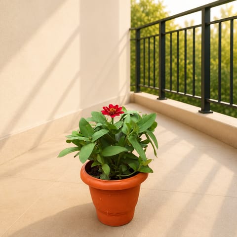 Zinnia Red in 4 Inch Classy Red Plastic Pot