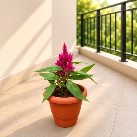 Celosia (Pink) in 4 Inch Classy Red Plastic Pot