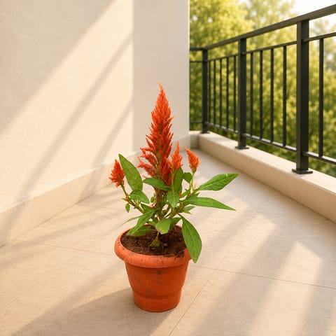 Celosia (Orange) in 4 Inch Classy Red Plastic Pot