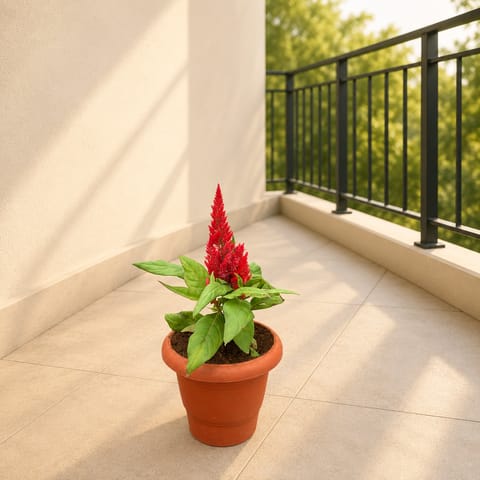Celosia (Red) in 4 Inch Classy Red Plastic Pot