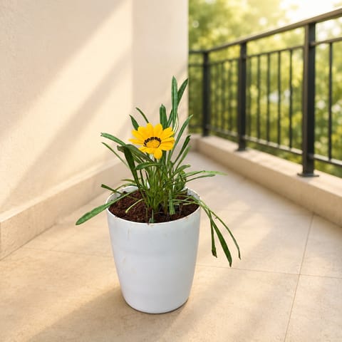 Gazania Yellow in 6 Inch White Orchid Plastic pot