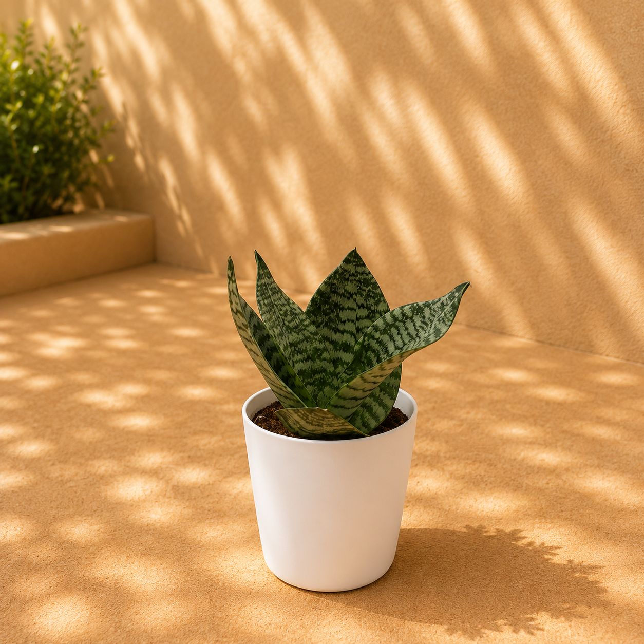 Snake Green in 6 Inch White Orchid Plastic pot