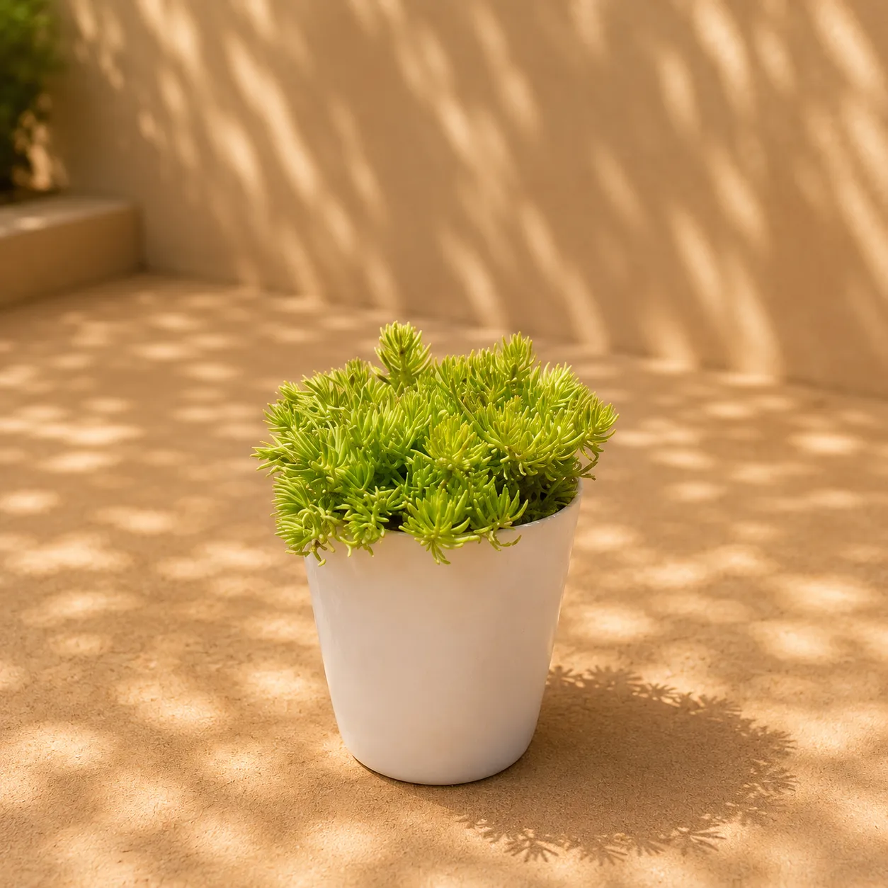 Sedum Golden in 6 Inch White Orchid Plastic pot