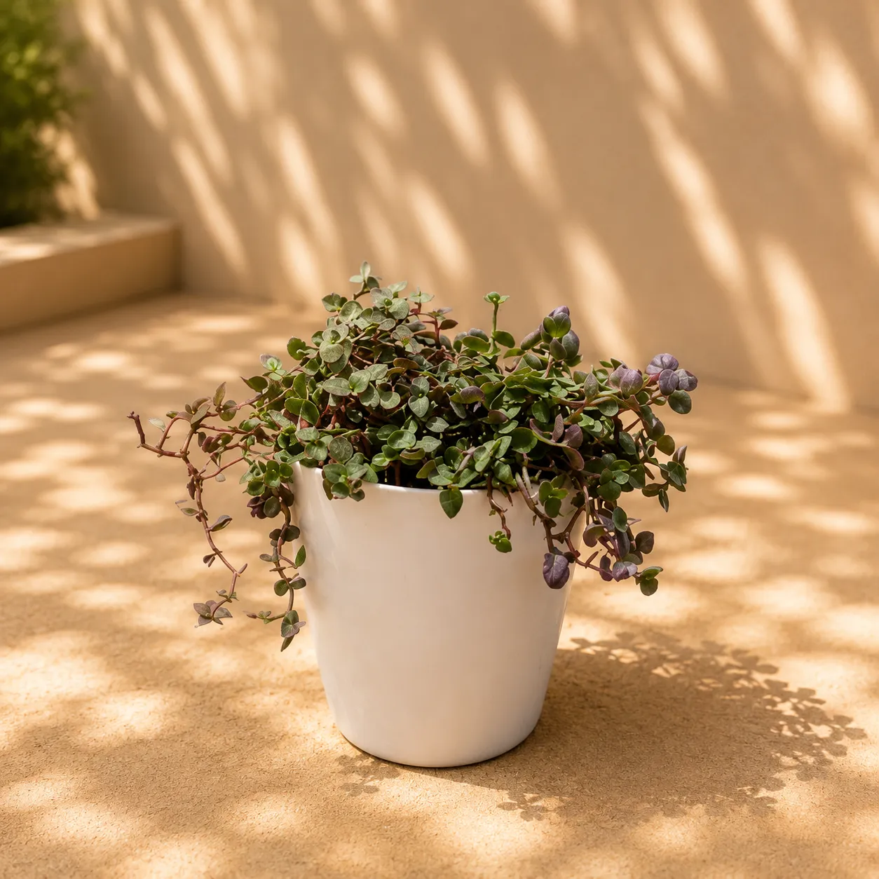 Turtle Vine Black in 6 Inch White Orchid Plastic pot