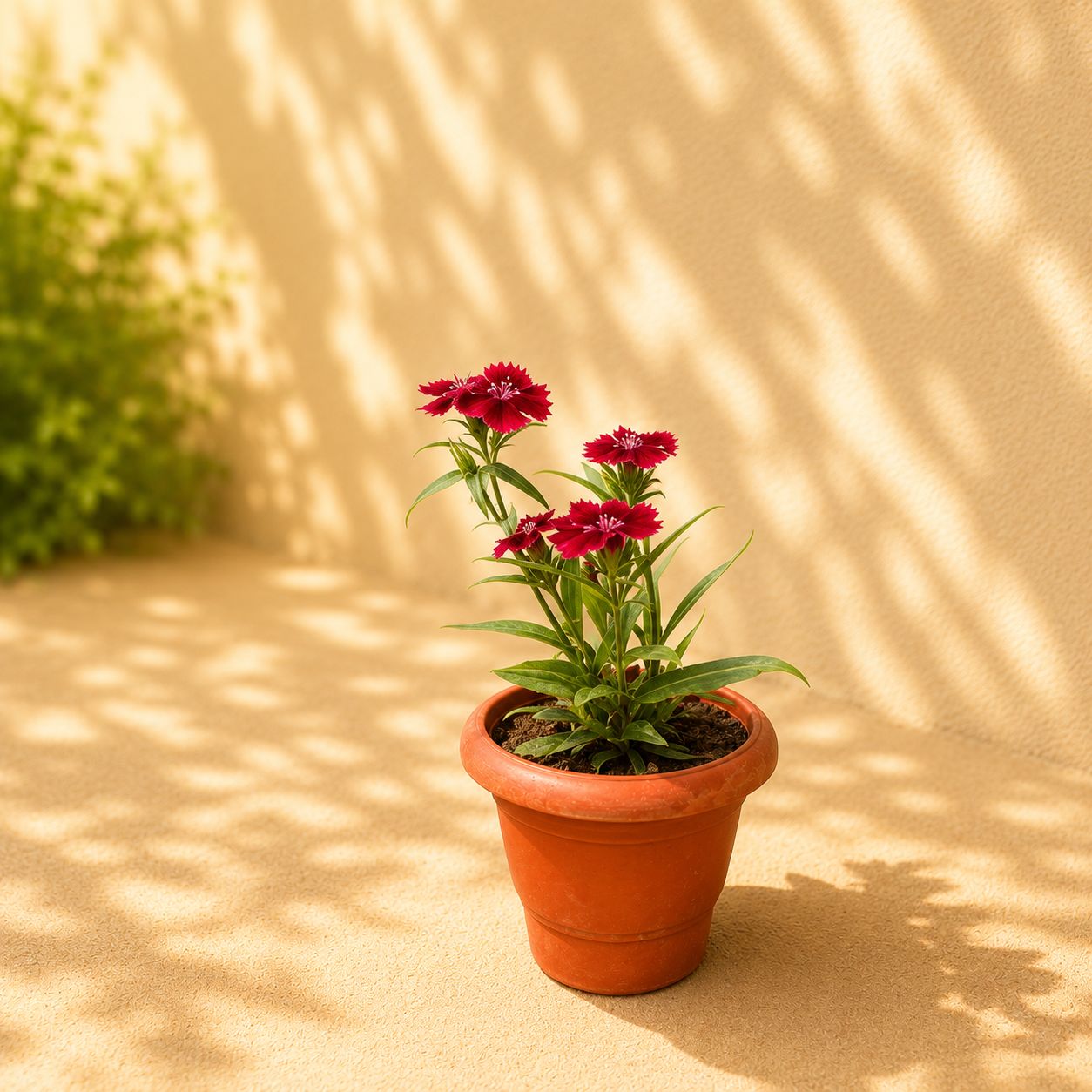 Dianthus Red in 4 Inch Classy Red Plastic Pot