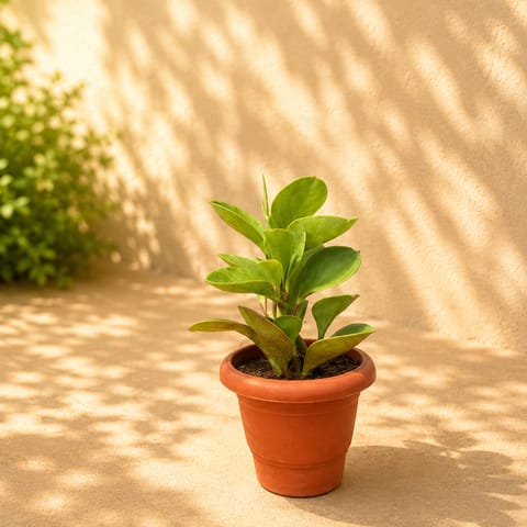 Peperomia / Radiator Variegated Plant in 4 Inch Classy Red Plastic Pot