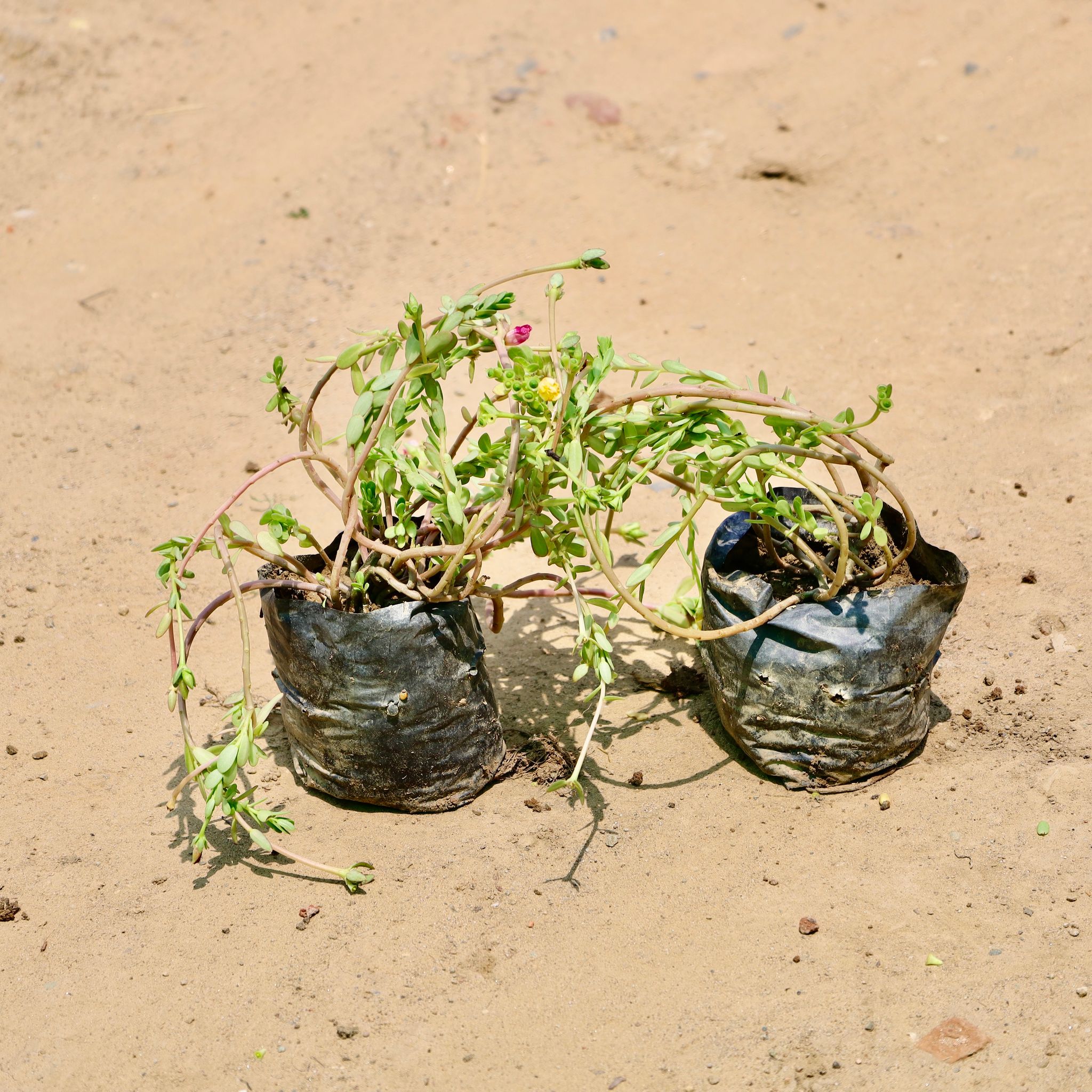 Set Of 2 - Kulfa / Purslane in 4 inch Nursery Bag
