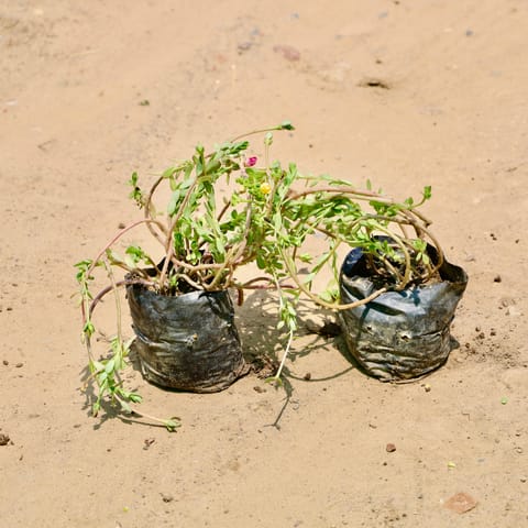 Set Of 2 - Kulfa / Purslane in 4 inch Nursery Bag