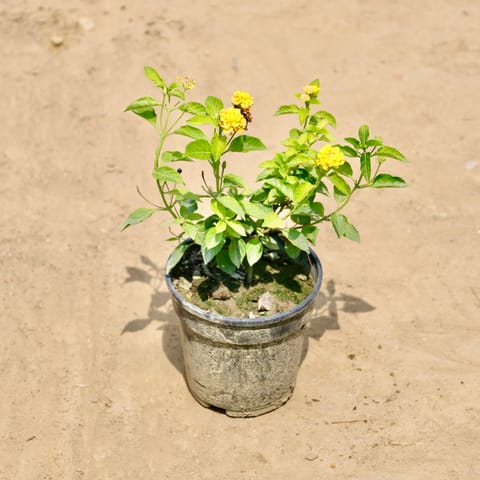 Lantana Yellow in 6 inch Nursery Pot