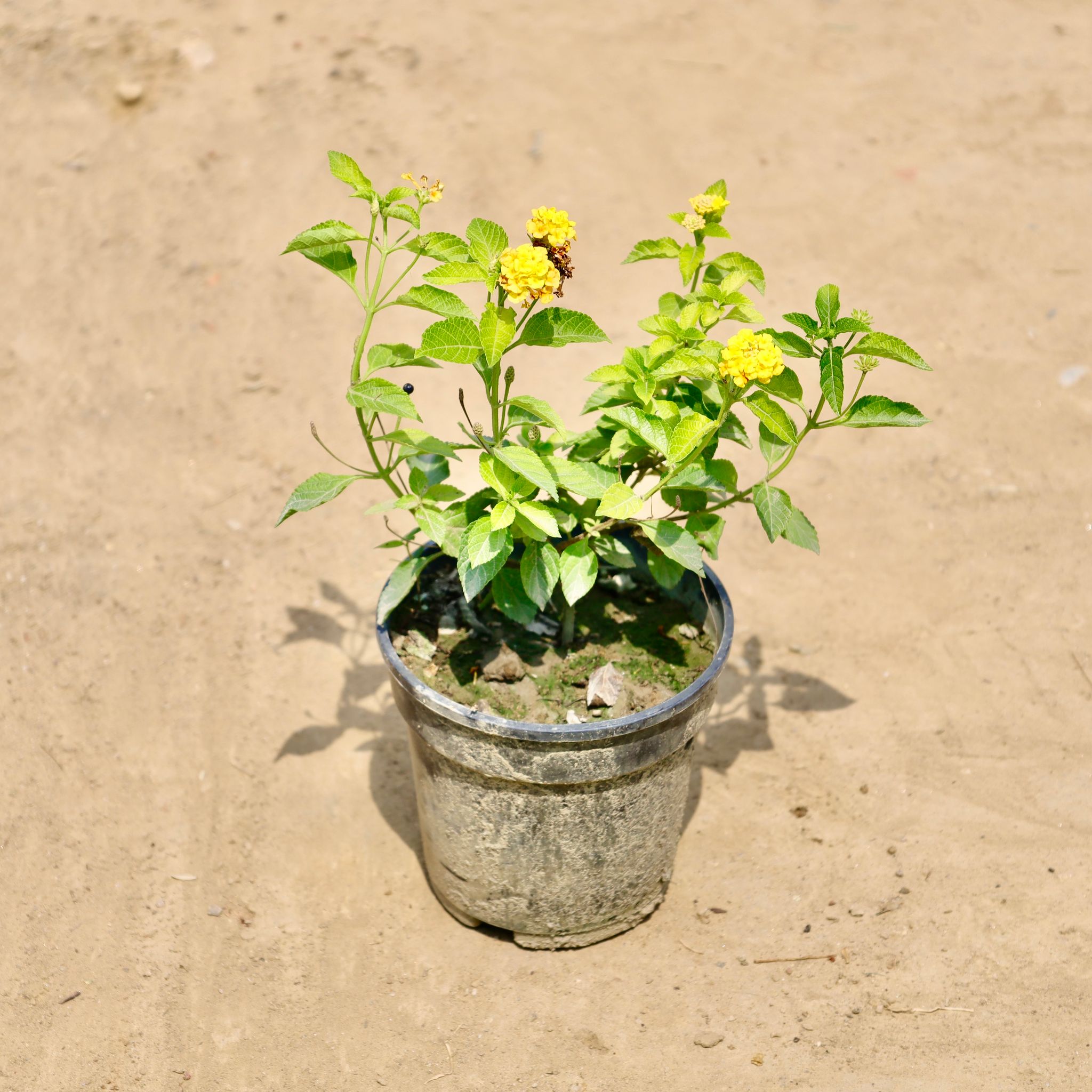 Lantana Yellow in 6 inch Nursery Pot