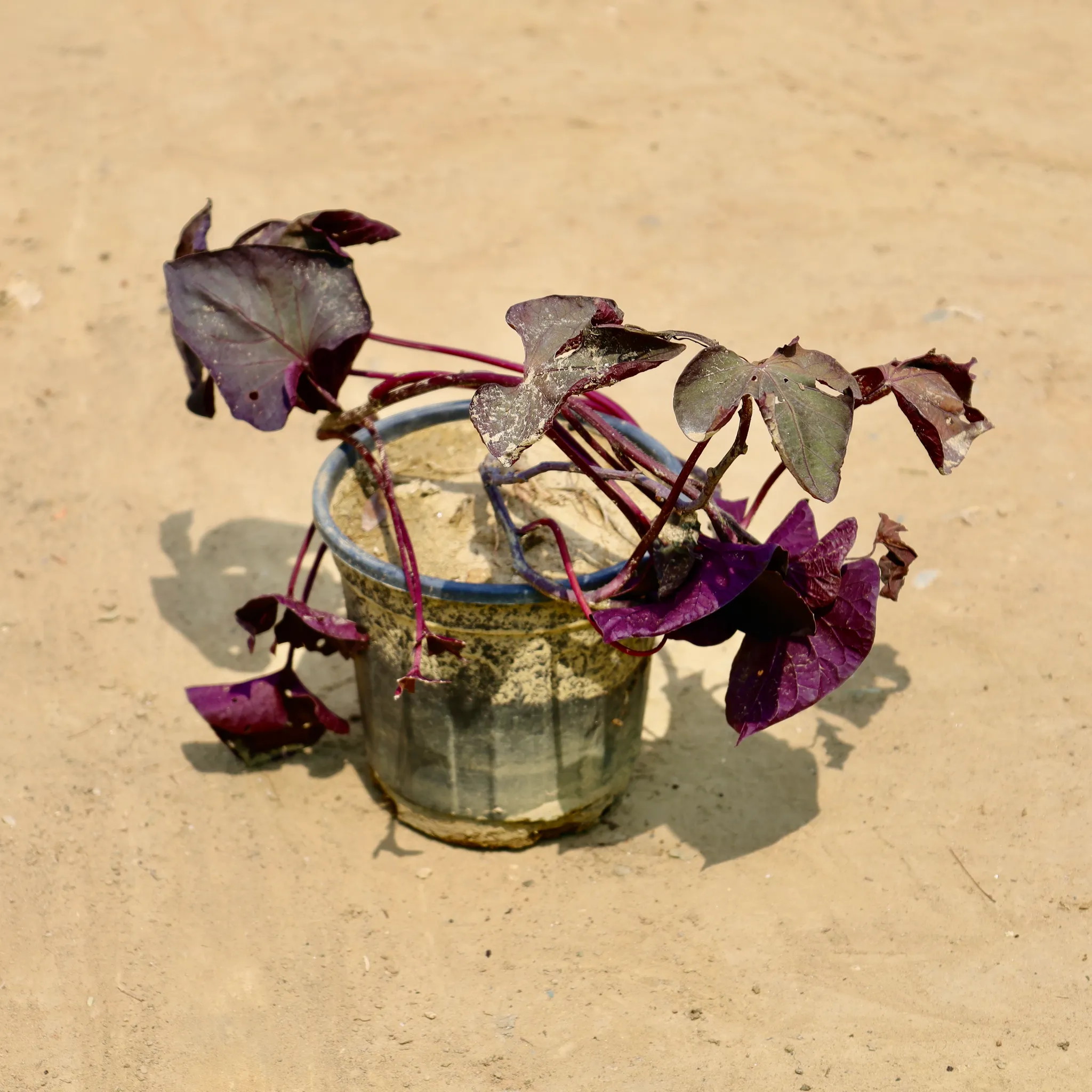 Ipomea / Sweet Potato Vine Red in 6 inch Nursery Pot