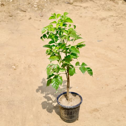 Radermachera / China Doll (~ 2 ft) in 6 inch Nursery Pot