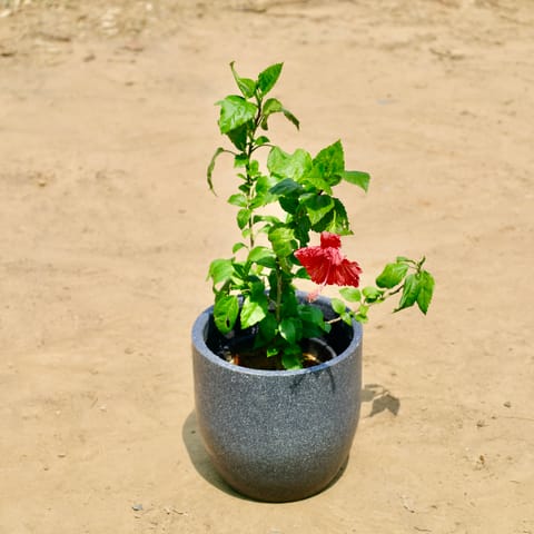 Hibiscus Red in 08 X 08 Inch Grey Premium Convessa Fiberglass Planter - Durable large size decoratiive fiber pot for indoor outdoor plants with 5 year warranty