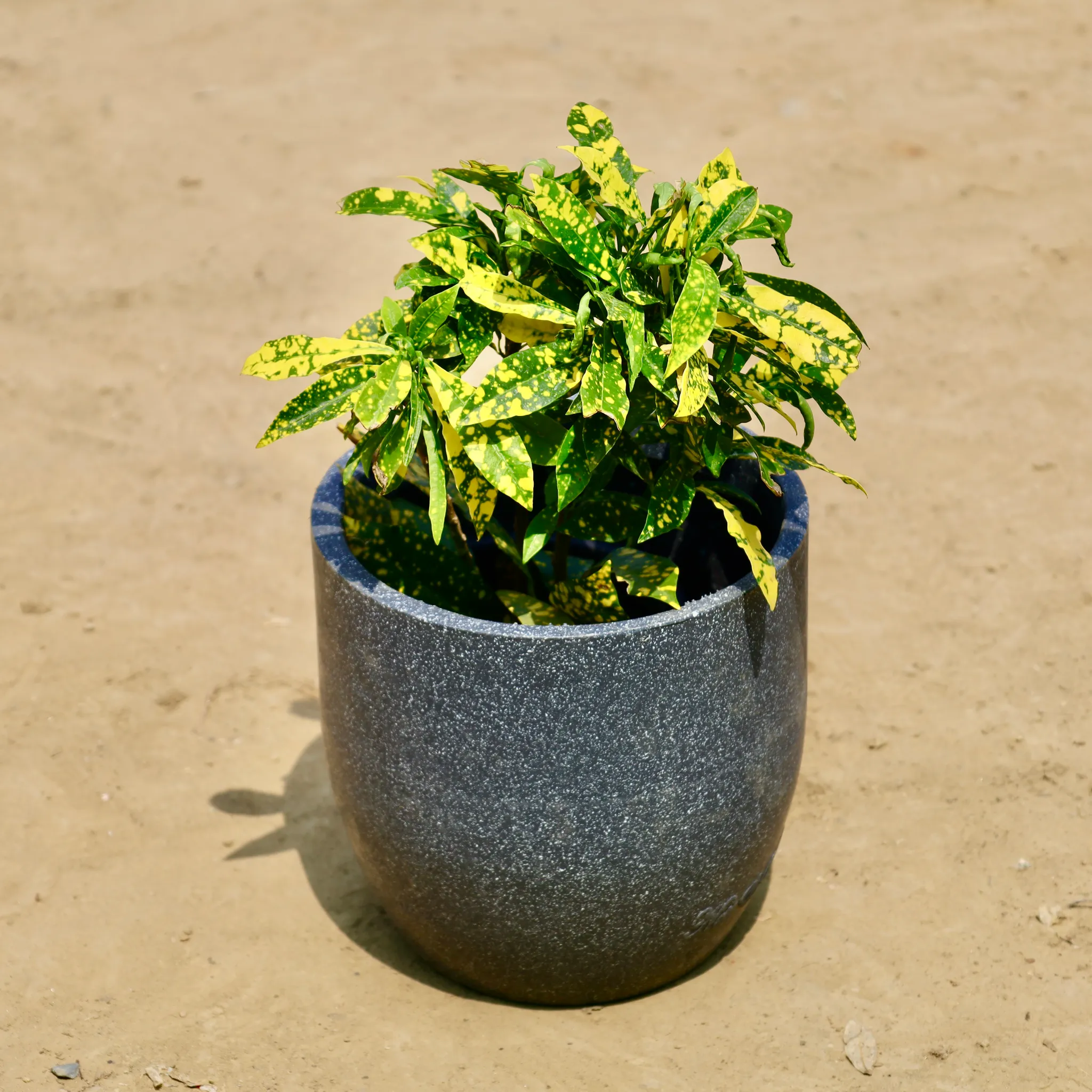 Baby Croton in 08 X 08 Inch Grey Premium Convessa Fiberglass Planter - Durable large size decoratiive fiber pot for indoor outdoor plants with 5 year warranty