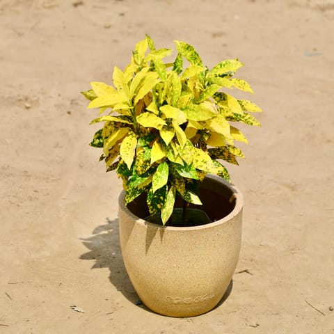 Baby Croton in 08 X 08 Inch Sandstone Premium Convessa Fiberglass Planter - Durable large size decoratiive fiber pot for indoor outdoor plants with 5 year warranty
