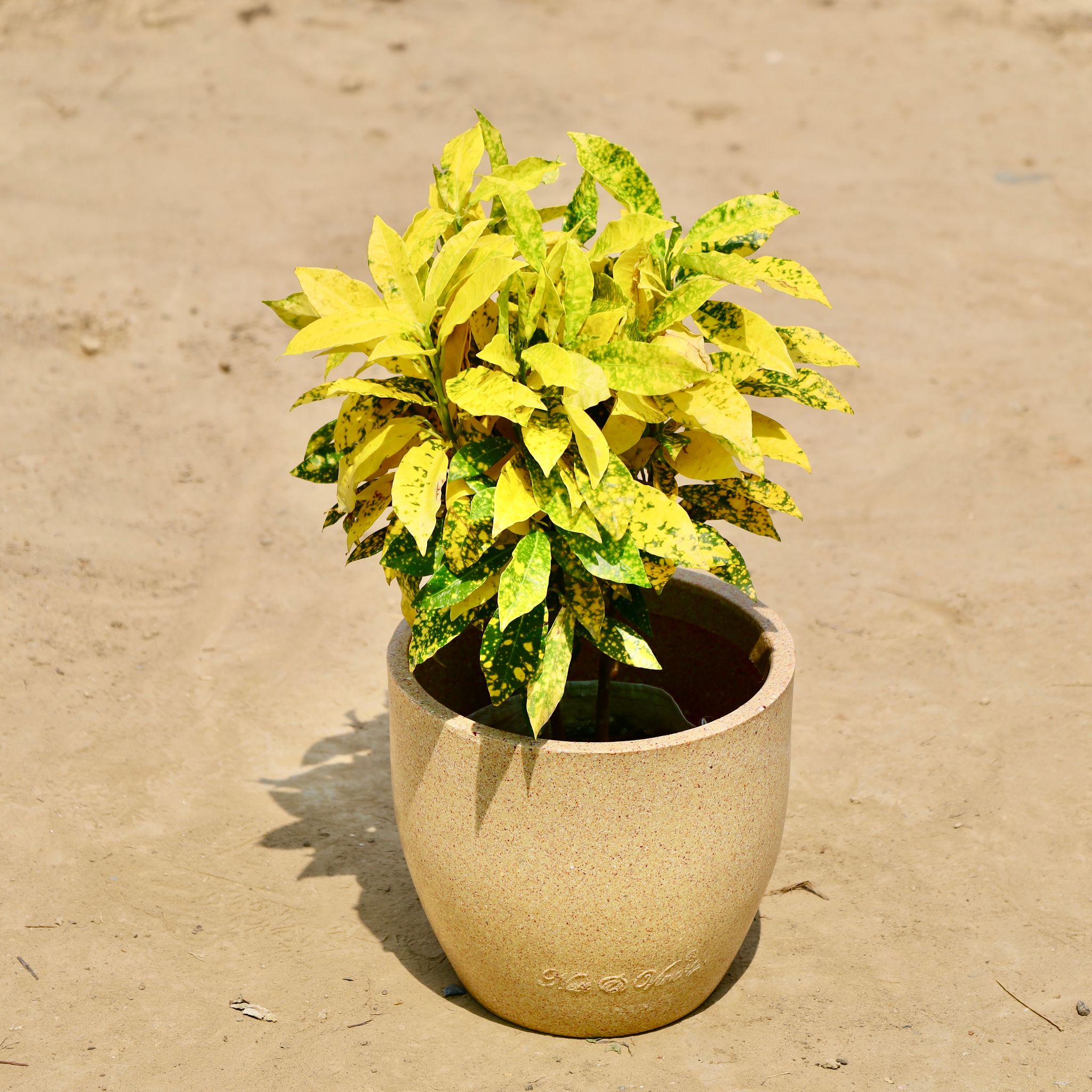Baby Croton in 08 X 08 Inch Sandstone Premium Convessa Fiberglass Planter - Durable large size decoratiive fiber pot for indoor outdoor plants with 5 year warranty