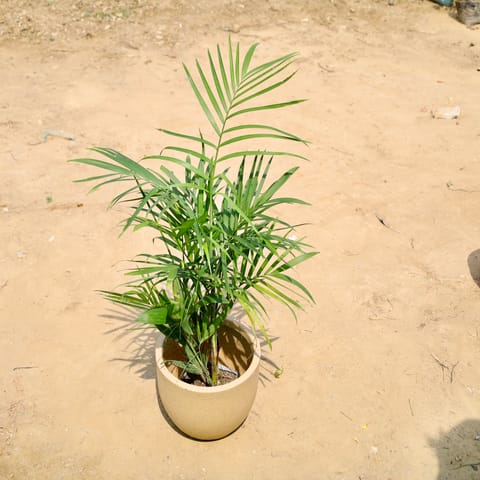 Areca (~3 ft) in 08 X 08 Inch Sandstone Premium Convessa Fiberglass Planter - Durable large size decoratiive fiber pot for indoor outdoor plants with 5 year warranty