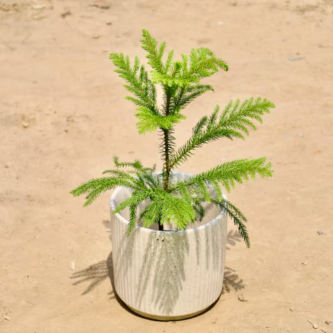 Araucaria in 8 inch Ceramic Pot | White Stem Pipe Ceramic Planter