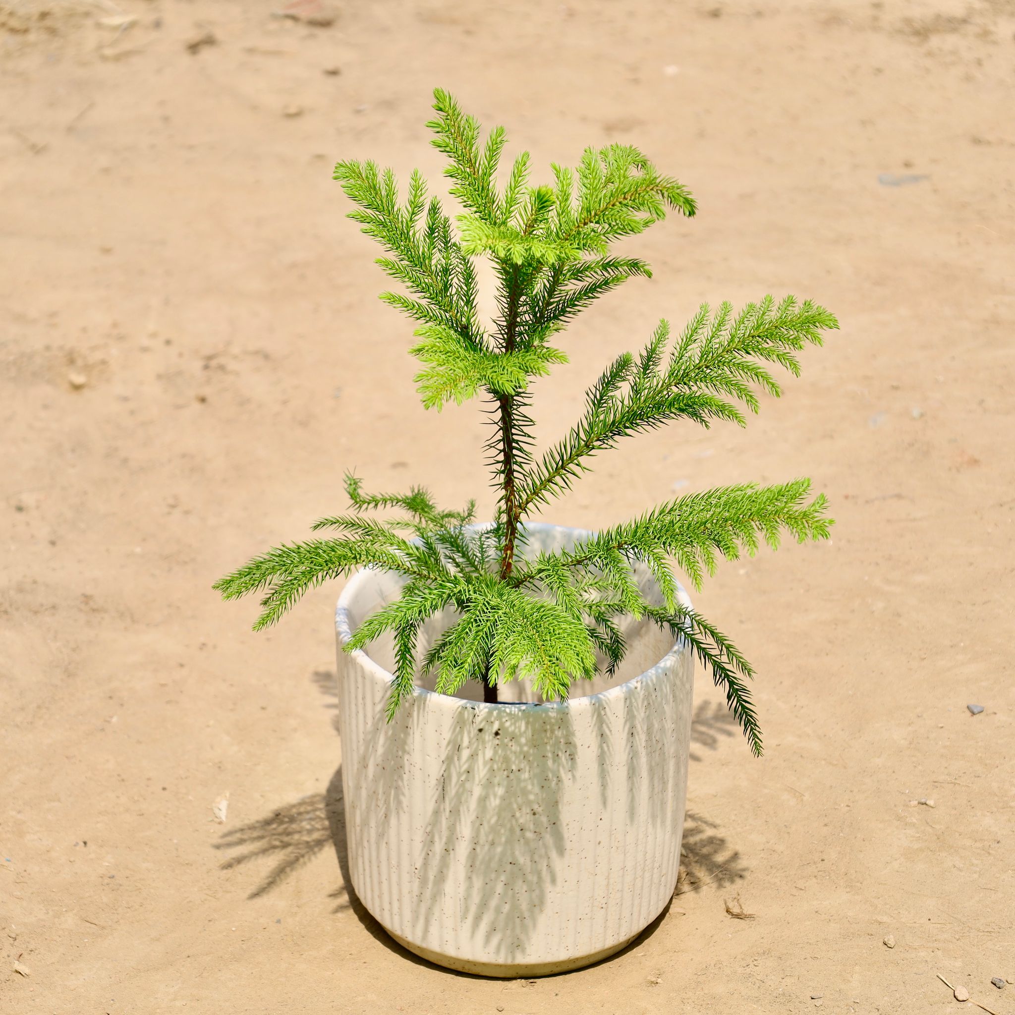 Araucaria in 8 inch Ceramic Pot | White Stem Pipe Ceramic Planter