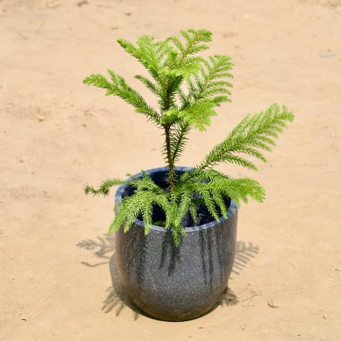 Araucaria in 08 X 08 Inch Grey Premium Convessa Fiberglass Planter - Durable large size decoratiive fiber pot for indoor outdoor plants with 5 year warranty