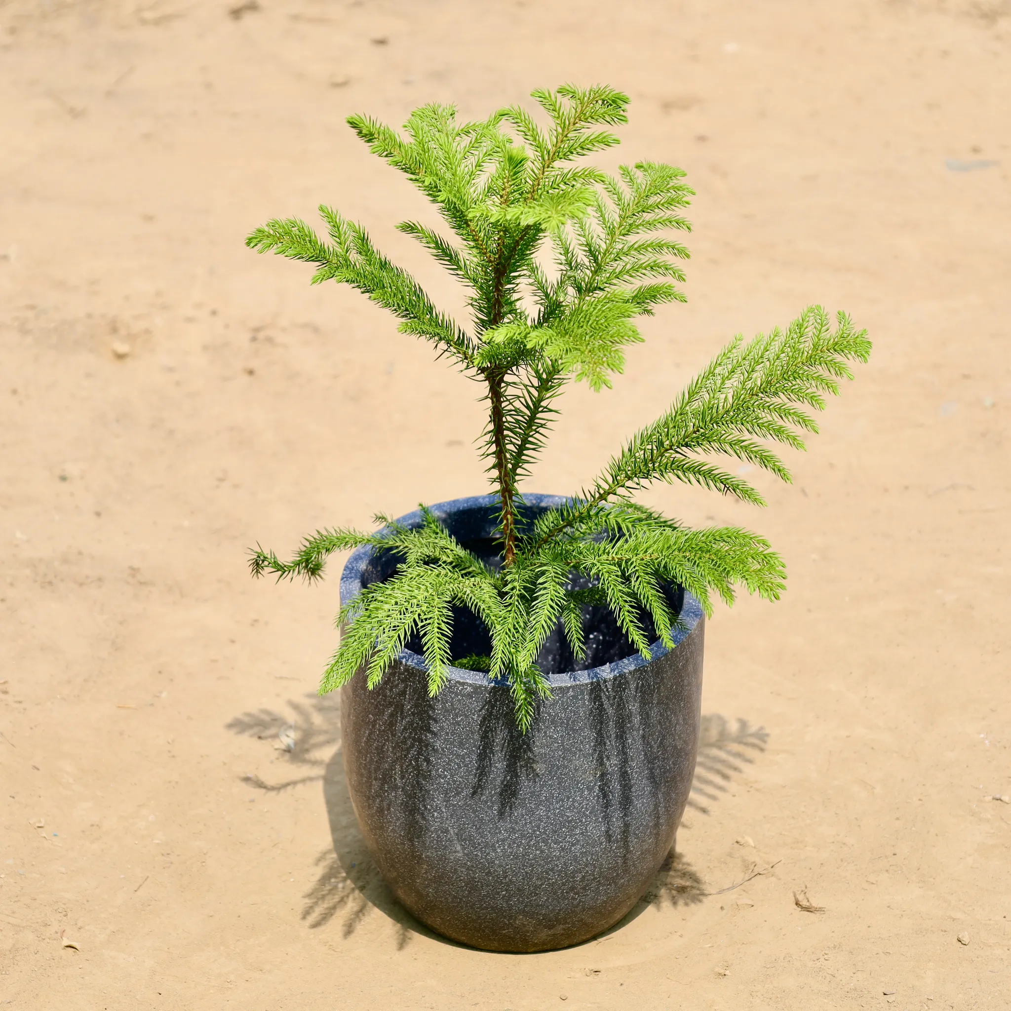 Araucaria in 08 X 08 Inch Grey Premium Convessa Fiberglass Planter - Durable large size decoratiive fiber pot for indoor outdoor plants with 5 year warranty