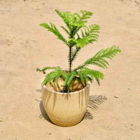 Araucaria in 08 X 08 Inch Sandstone Premium Convessa Fiberglass Planter - Durable large size decoratiive fiber pot for indoor outdoor plants with 5 year warranty