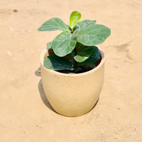 Fiddle Leaf Fig in 08 X 08 Inch Sandstone Premium Convessa Fiberglass Planter - Durable large size decoratiive fiber pot for indoor outdoor plants with 5 year warranty