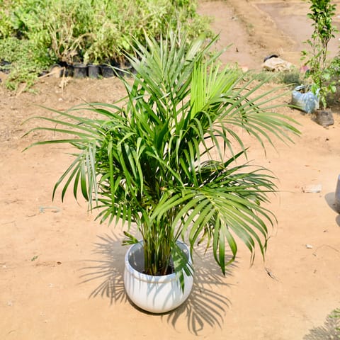 Areca (~4 Ft) in 8 Inch Ceramic Pot | Ivory White Matki Ceramic Planter