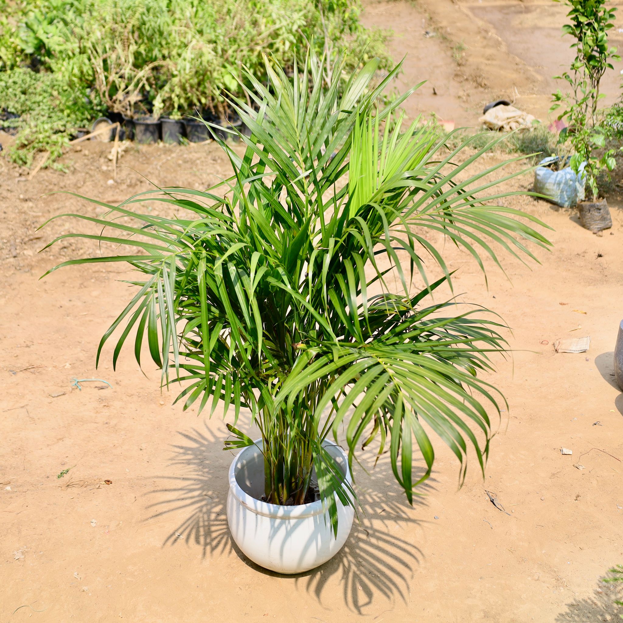 Areca (~4 Ft) in 8 Inch Ceramic Pot | Ivory White Matki Ceramic Planter