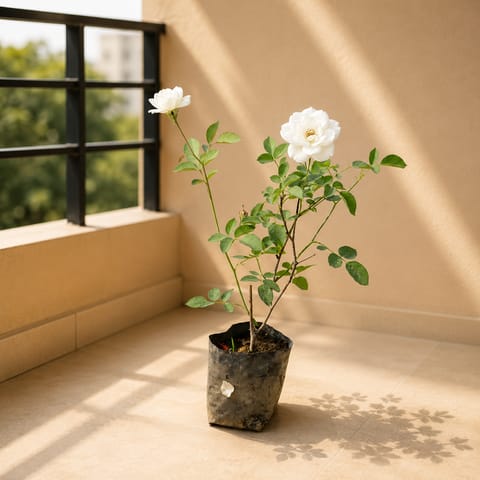 Desi Rose (white) in 4 Inch Nursery Bag