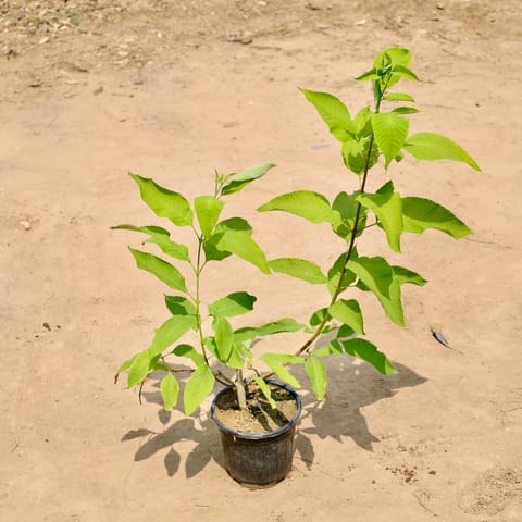 Harsingar / Parijaat in 6 Inch Nursery Pot