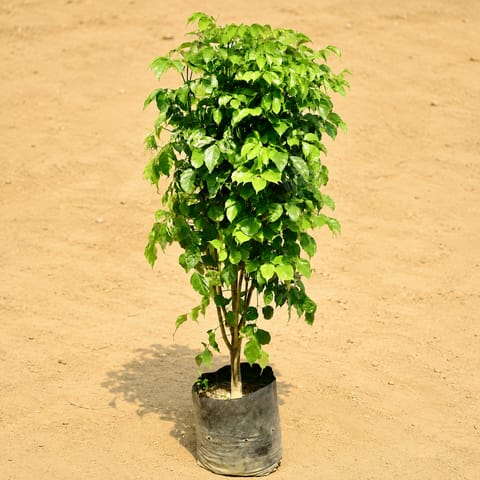 Radermachera / China Doll (~ 4 Ft) in 12 inch Nursery Bag