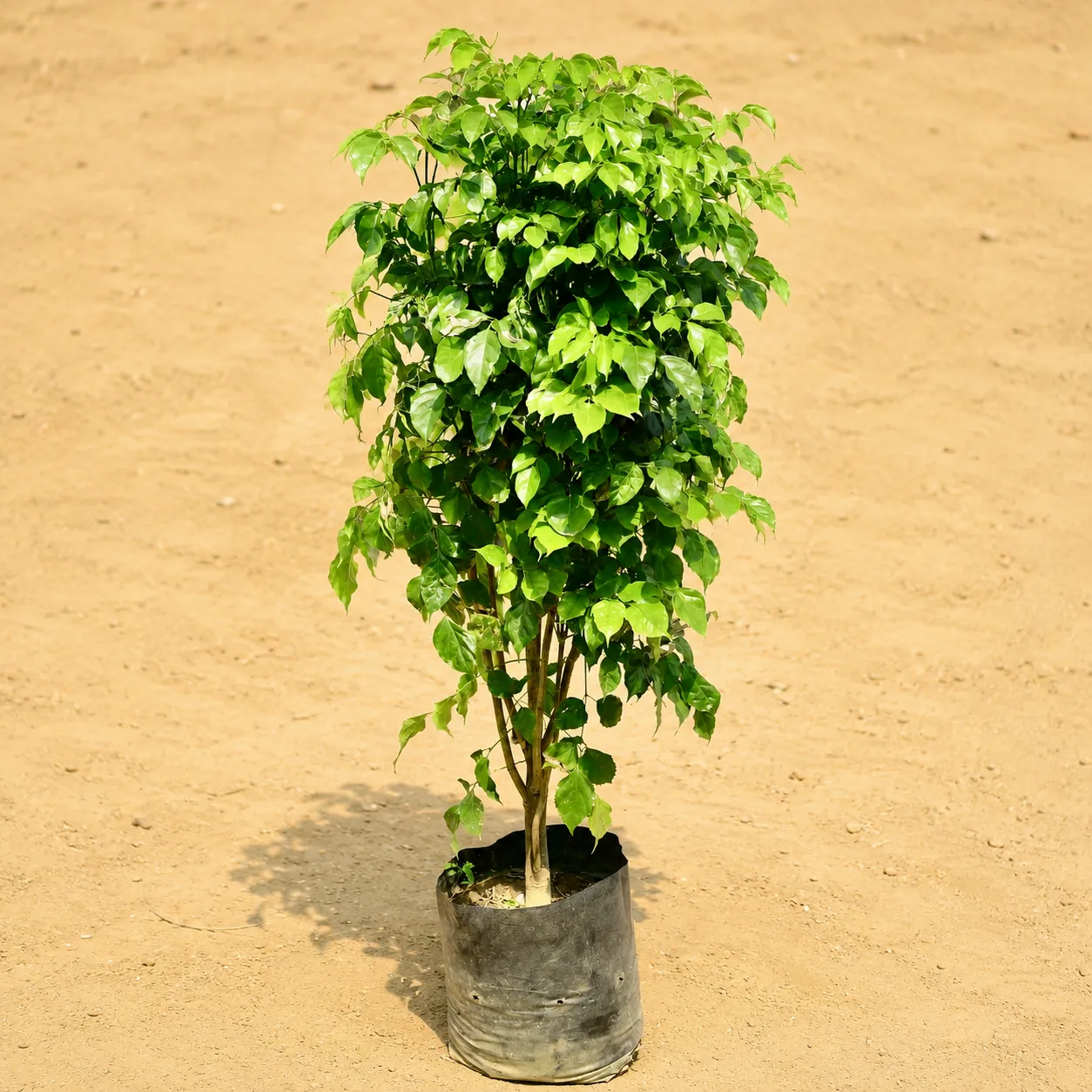 Radermachera / China Doll (~ 4 Ft) in 12 inch Nursery Bag