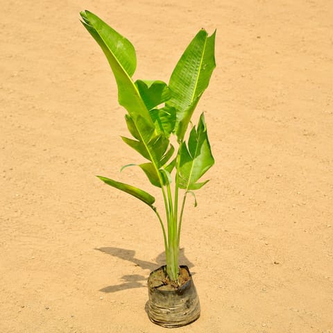 Traveller Palm (~ 5 Ft) in 8 Inch Nursery Bag