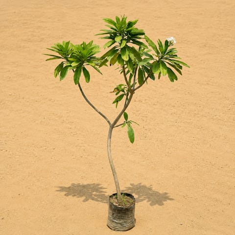 Champa / Plumeria Red(~5-6 ft) - 4 years old in 10 Inch Nursery Bag