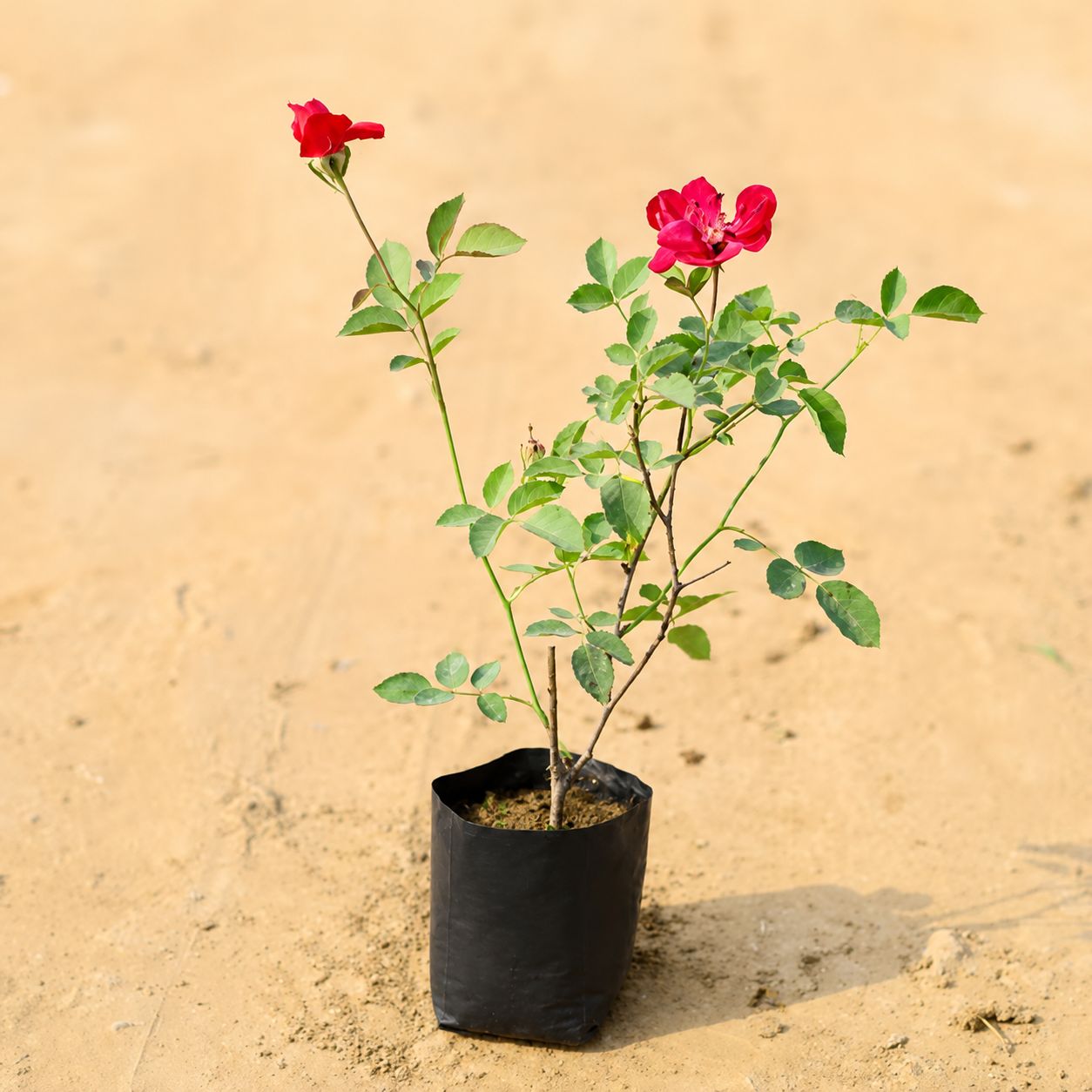 Desi Rose (any colour) in 4 Inch Nursery Bag