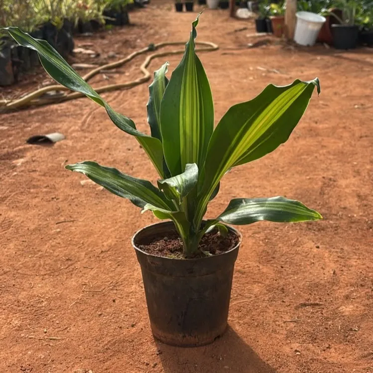 Dracaena Victoria in 4 Inch Nursery Pot