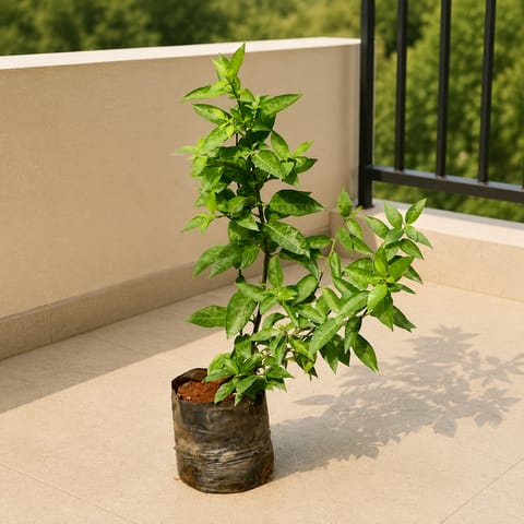 Raat Ki Rani / Night Blooming Jasmine Pune in 6 inch Nursery Bag