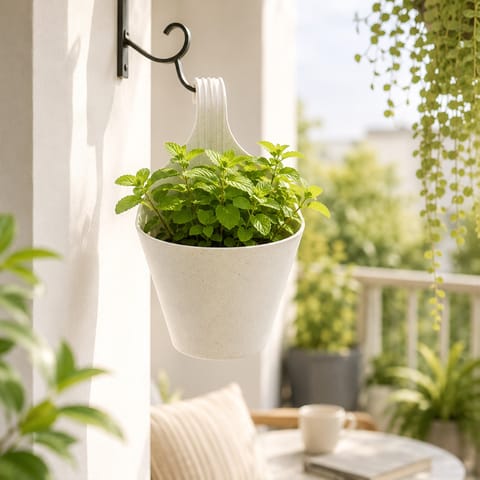 Mint / Pudina in 8 Inch White Single Hook Hanging Plastic Pot