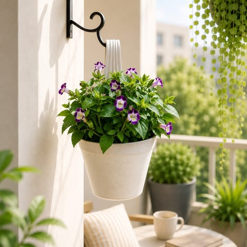 Wishbone / Torenia (Any Colour) in 8 Inch White Single Hook Hanging Plastic Pot