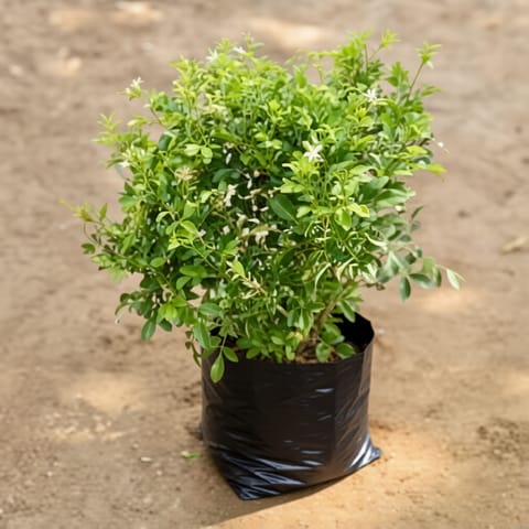 Madhu Kamini Dwarf / Murraiya in 8 Inch Nursery Bag