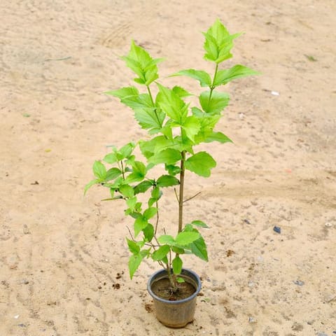 Harsingar / Parijat (~2-3 ft) in 6 Inch Nursery Pot