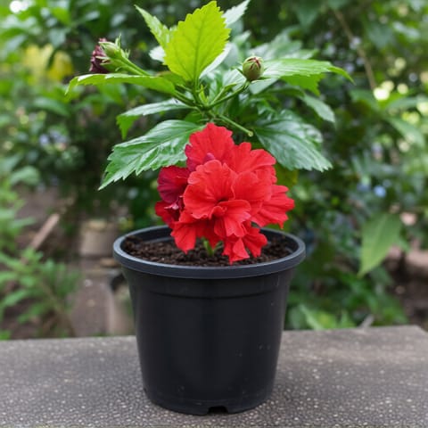 Hibiscus Desi Red Double Petal in 6 Inch Nursery pot