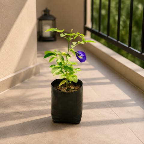 Aparajita / Asian Pigeonwings Blue in 3 Inch Nursery Bag