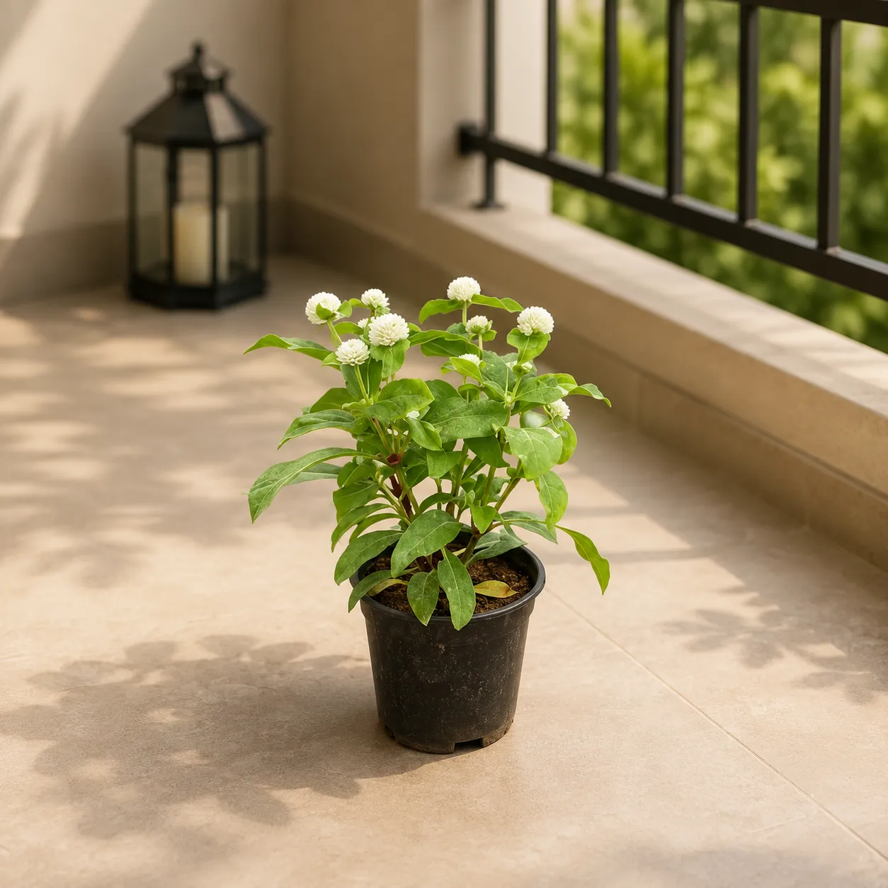 Gomphrena White in 4 Inch Nursery Pot