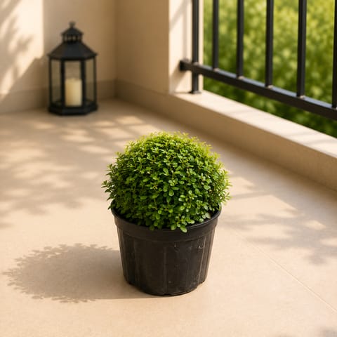 Table kamini in 6 Inch Nursery Pot