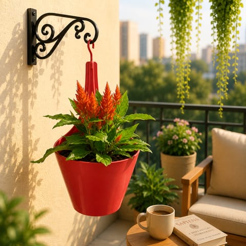 Celosia Red in 8 Inch Red Single Hook Hanging Plastic Pot