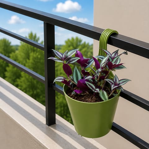 Wandering Jew in 8 Inch Green Single Hook Hanging Plastic Pot