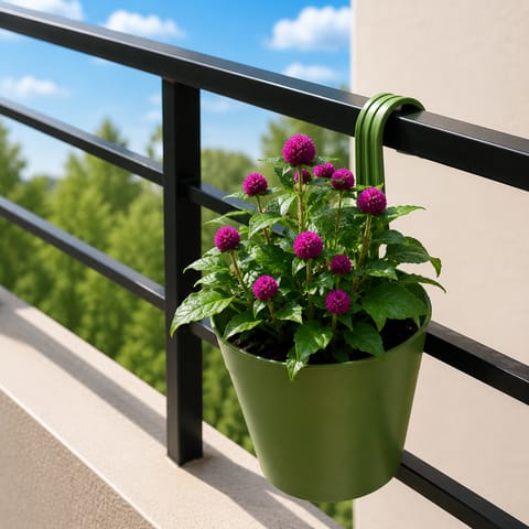 Gomphrena in 8 Inch Green Single Hook Hanging Plastic Pot