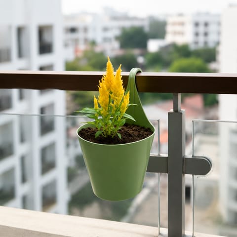 Celosia Yellow in 8 Inch Green Single Hook Hanging Plastic Pot